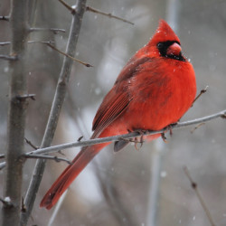 red-cardinal-bird-on-tree-branch-905248 (1)