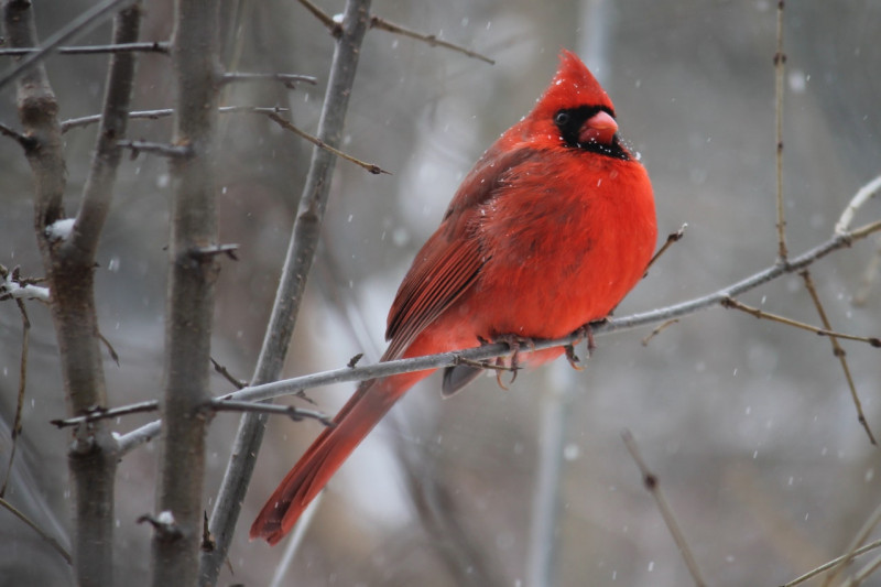 red-cardinal-bird-on-tree-branch-905248-1