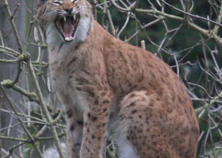 lynx_carp3_b