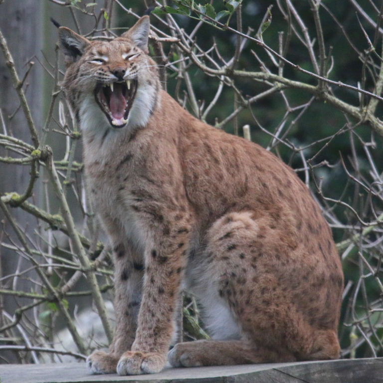 lynx_carp3_b