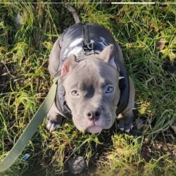 Screenshot_20260311_161259_Telegram