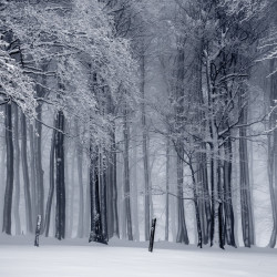 black-and-white-cold-fog-forest-235621