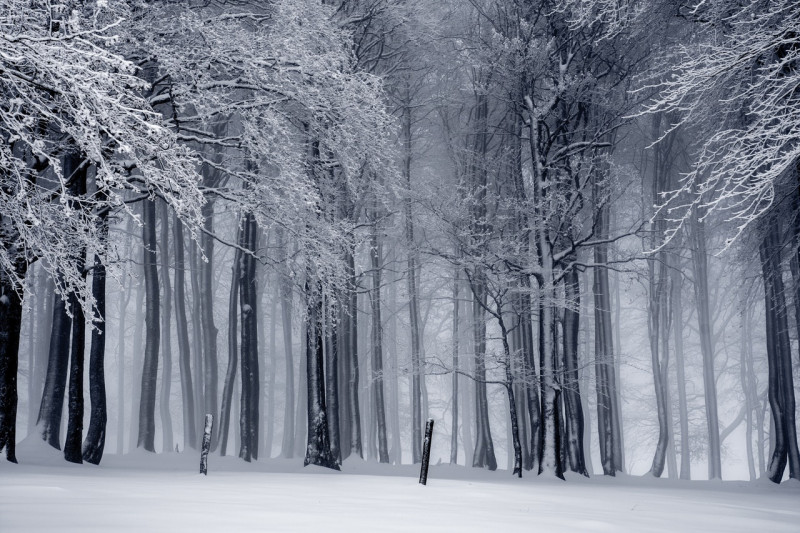 black-and-white-cold-fog-forest-235621