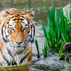 bengal-tiger-half-soak-body-on-water-during-daytime-145939