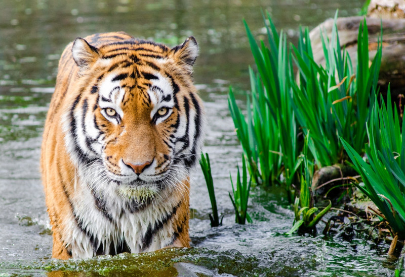 bengal-tiger-half-soak-body-on-water-during-daytime-145939