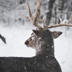 photo-of-reindeer-in-the-snow-735987